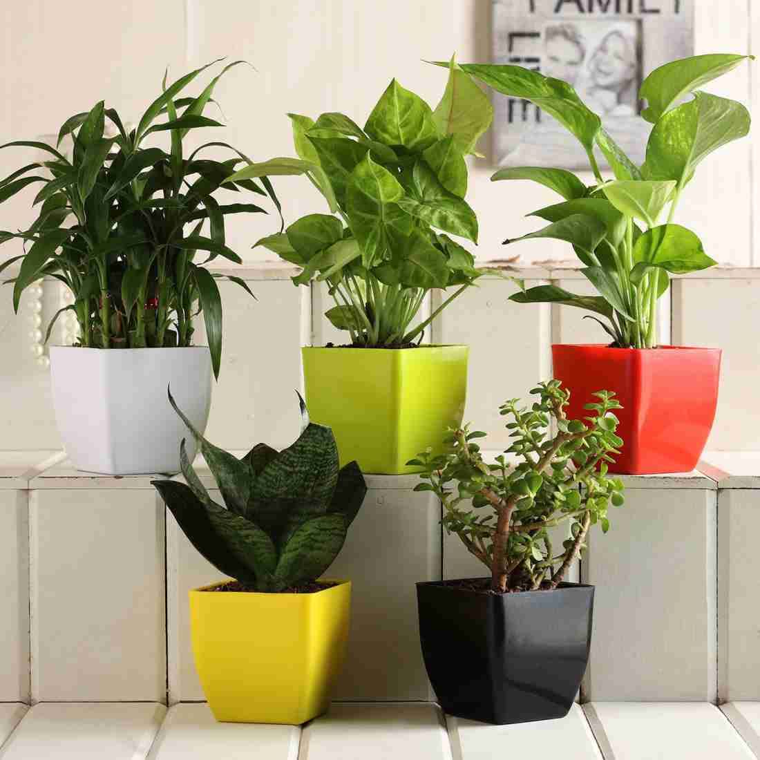 FLORIES INDIA Combo of 5 Indoor Airpurifying Plants Two Layer Lucky