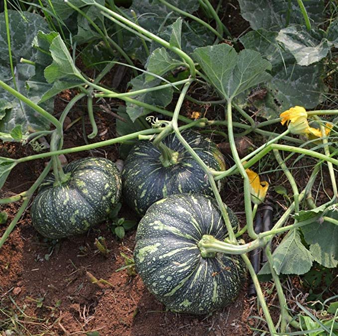 Go4plants Greens Pumpkin/Kaddu Vegetables Seeds For Home Gardening Planting pack of 50+seeds (B0BHD9QR19) Amazon Price History, Amazon Price Tracker