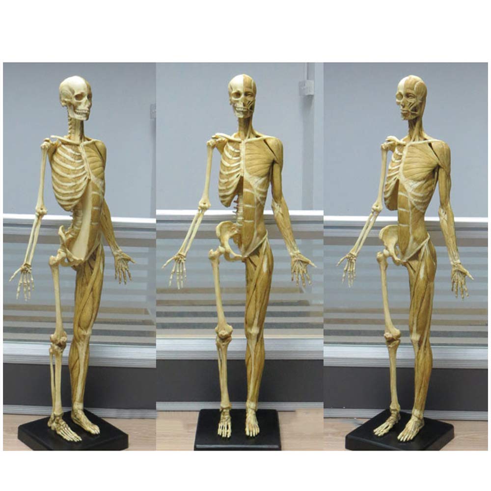 YNIYUJKL 23.6Inch Female Anatomy Figure - Human Anatomy Figure Mannequin Drawing Figures - Pu Material Human Muscle Skeleton Anatomical Model Painting Model Reference For Artist,Study