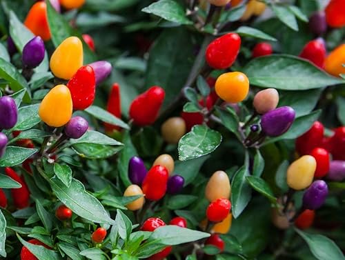 Miniatura 4 de Semillas de pimienta rara ornamental mezcla enana vegetal interior reliquia orgánica sin OMG