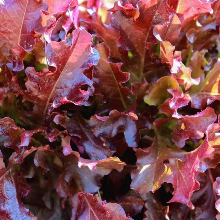 IGENRIC Lettuce Oak Leaf Red Seeds, Seeds For Home & Garden (B0D1R9VHWF) Amazon Price History, Amazon Price Tracker