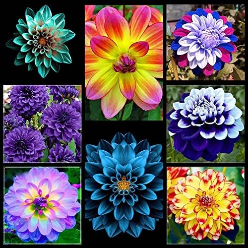 Mix Dahlia Bulbs Stunning Perennial Flower Bulbs for Planting Dinner