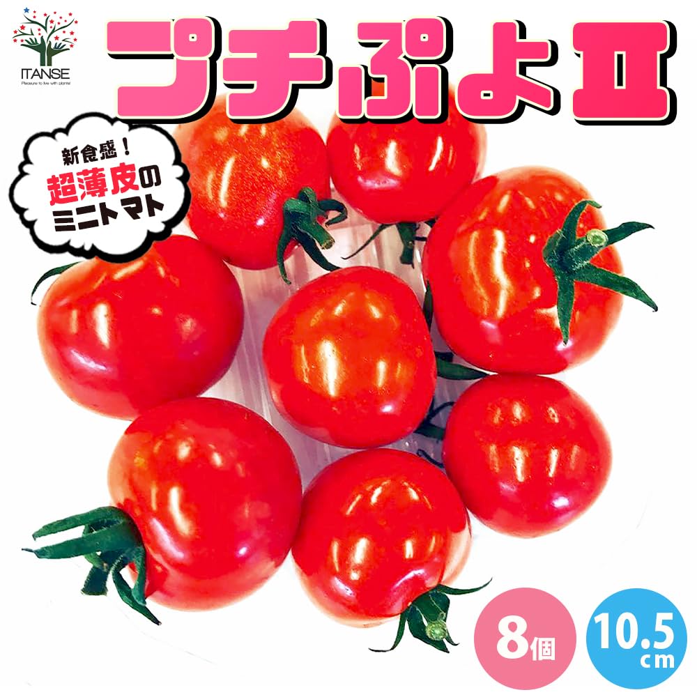 AGRO『CFプチぷよⅡ』苗60本 ミニトマト種子】 渡辺採種場 「CFプチ