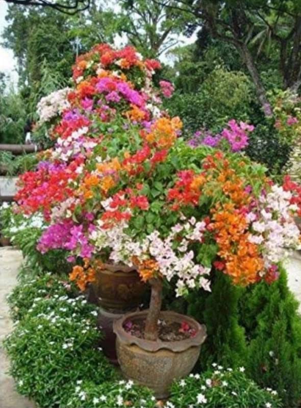 See full amazon price history chart for Balbasaur Bougainvillea dwarf hybrid Live Plant (white, pink) Balbasaur Bougainvillea dwarf hybrid Live Plant (white, pink) (B0B86LGZ5Z) Amazon Price History, Amazon Price Tracker