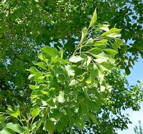 30 Arizona Ash Tree Seeds for...