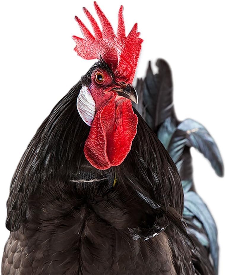 No-Crow Rooster Collar (L)