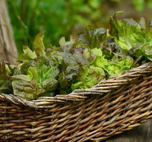Semillas de Lechuga Natural para Hacer Plantas Comestibles para Ensalada Lechuga Maravilla