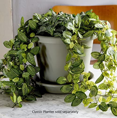 The Hc Companies 10 Inch Round Plastic Classic Plant Saucer - Indoor Outdoor Plant Trays For Pots - 10.75"X10.75"X1.75" Seafoam #TOP1