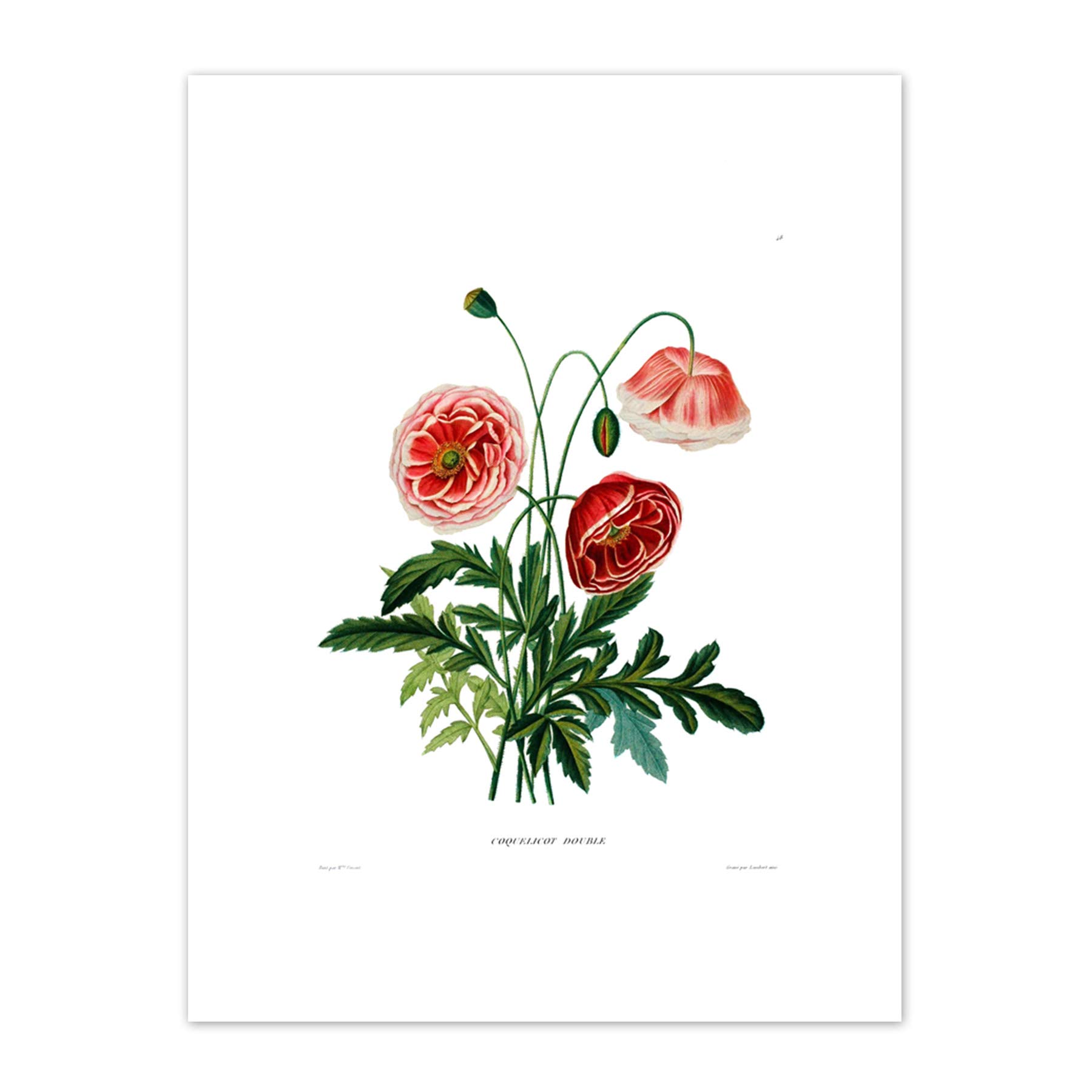 Wee Blue Coo Flower Poppy Coquelicot Double Art Print Canvas Premium Wall Decor Poster