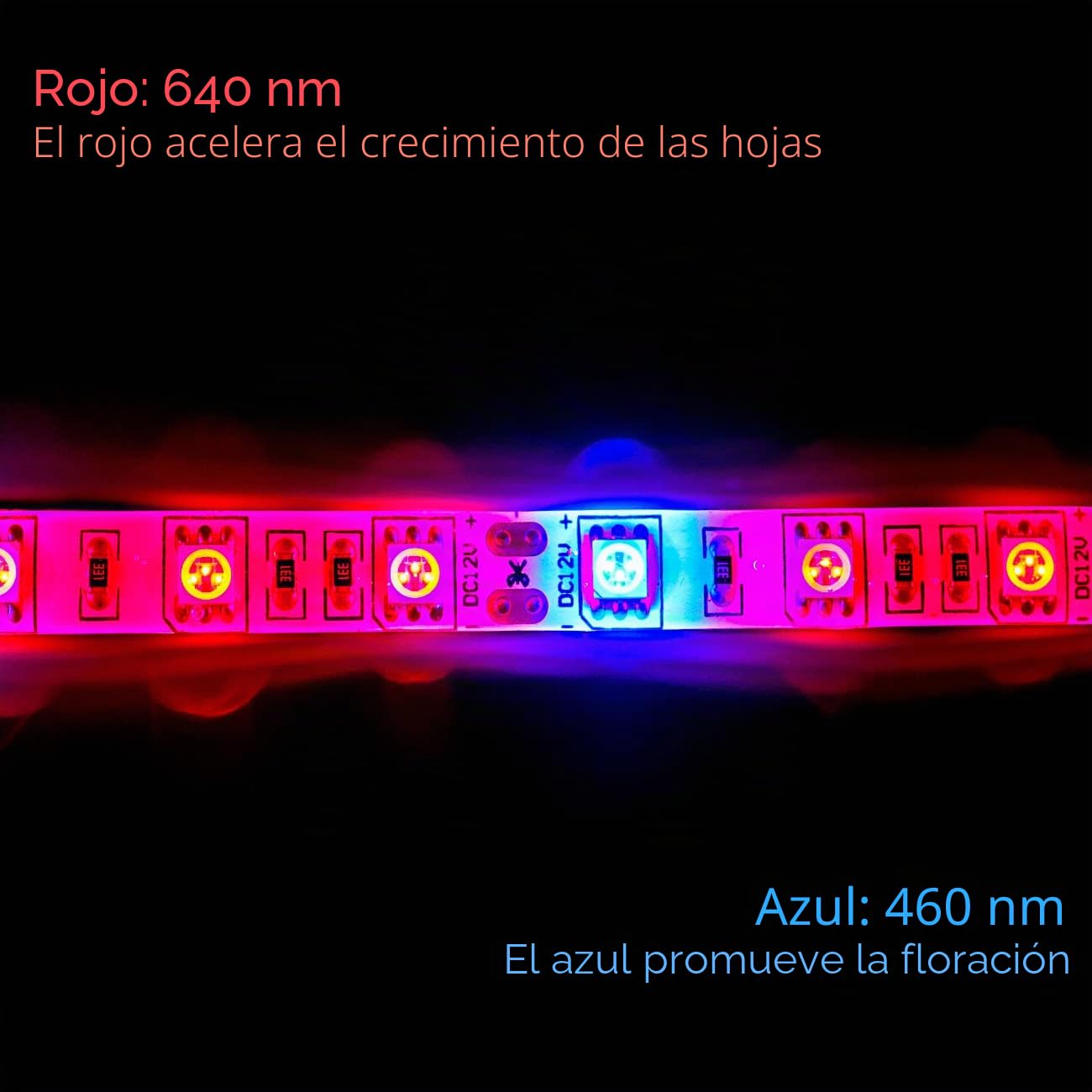 LED planta crecer tira luz DC 12V IP65 impermeable espectro completo SMD 5050 rojo azul 5: 1 cuerda luz para acuario Invernadero plantas