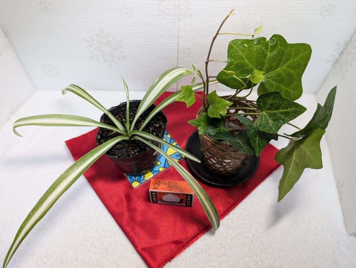 Amazon.co.jp: アイビー オリズルラン ヘデラ オリヅルラン 観葉植物 