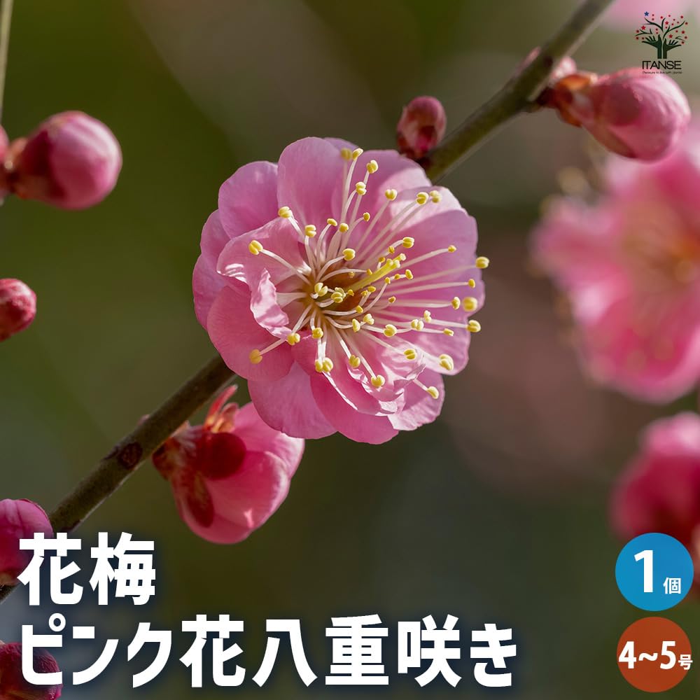 Amazon.co.jp: 花梅 ピンク花八重咲き 4～5号 1個売り【品種で選べる