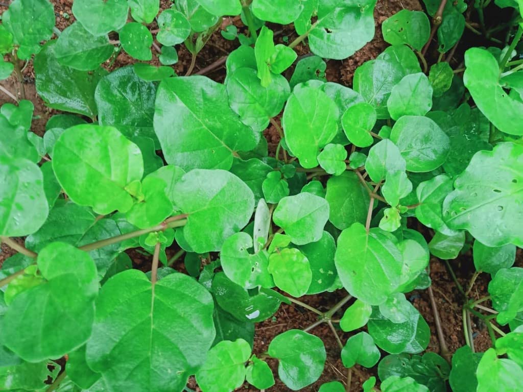 See full amazon price history chart for Creative Farmer Thazhuthama Punarnava Medicinal Outdoor Live Plant (Healthy Live Plant) Creative Farmer Thazhuthama Punarnava Medicinal Outdoor Live Plant (Healthy Live Plant) (B09SDB34LN) Amazon Price History, Amazon Price Tracker