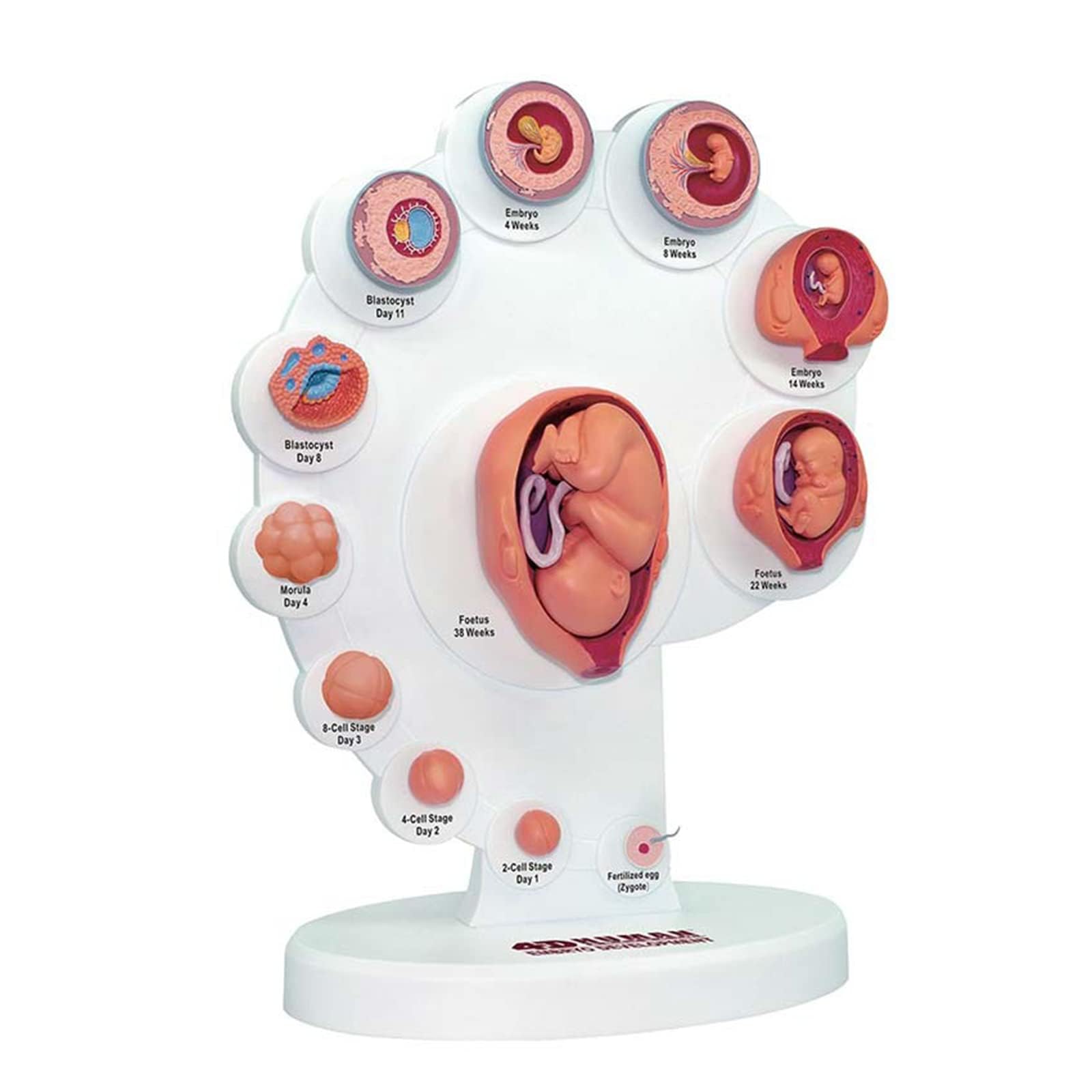 4D Fetus Modell - Anatomisches Modell zur Entwicklung des Fötus für medizinisches Lehren und Lernen - Gebärmutter-Embryo-Wachstumsprozess Anatomie Bildungsbedarf
