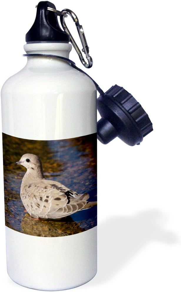 3dRose "Mourning Dove, bird, Rio Grande Valley, Texas NA02 RNU0195 Rolf Nussbaumer" Sports Water Bottle, 21 oz, White