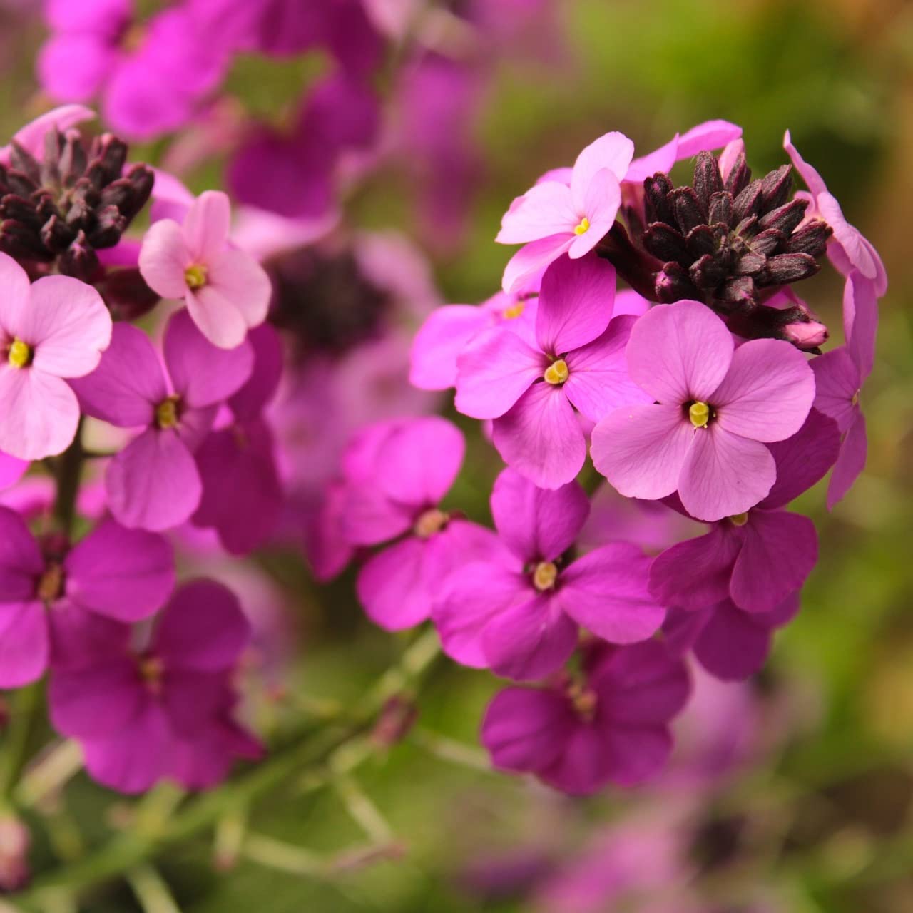 6x Violaciocca perenne – Erysimum 'Constant Cheer' – Vaso 9x9 cm – fioritura giallo arancio giardino