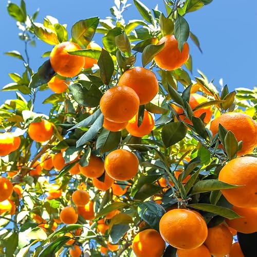 Satsuma Mandarin Tree, Mandarin Tree Plant Live, Seedless Fruit Plant, Orange Trees, Grafted 2 Feet Tall Plant Potted No Ship to CA