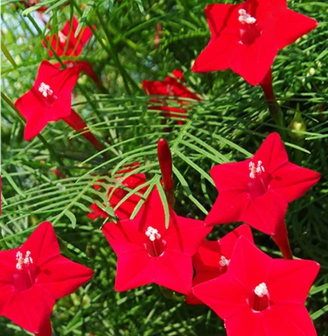 LIVOX Red Cypress Vine Flower Seeds for Home Gardening Winter Season Akashamulla Flower Seeds – 30 Flower Seeds per Packet (B0B5XZ132L) Amazon Price History, Amazon Price Tracker