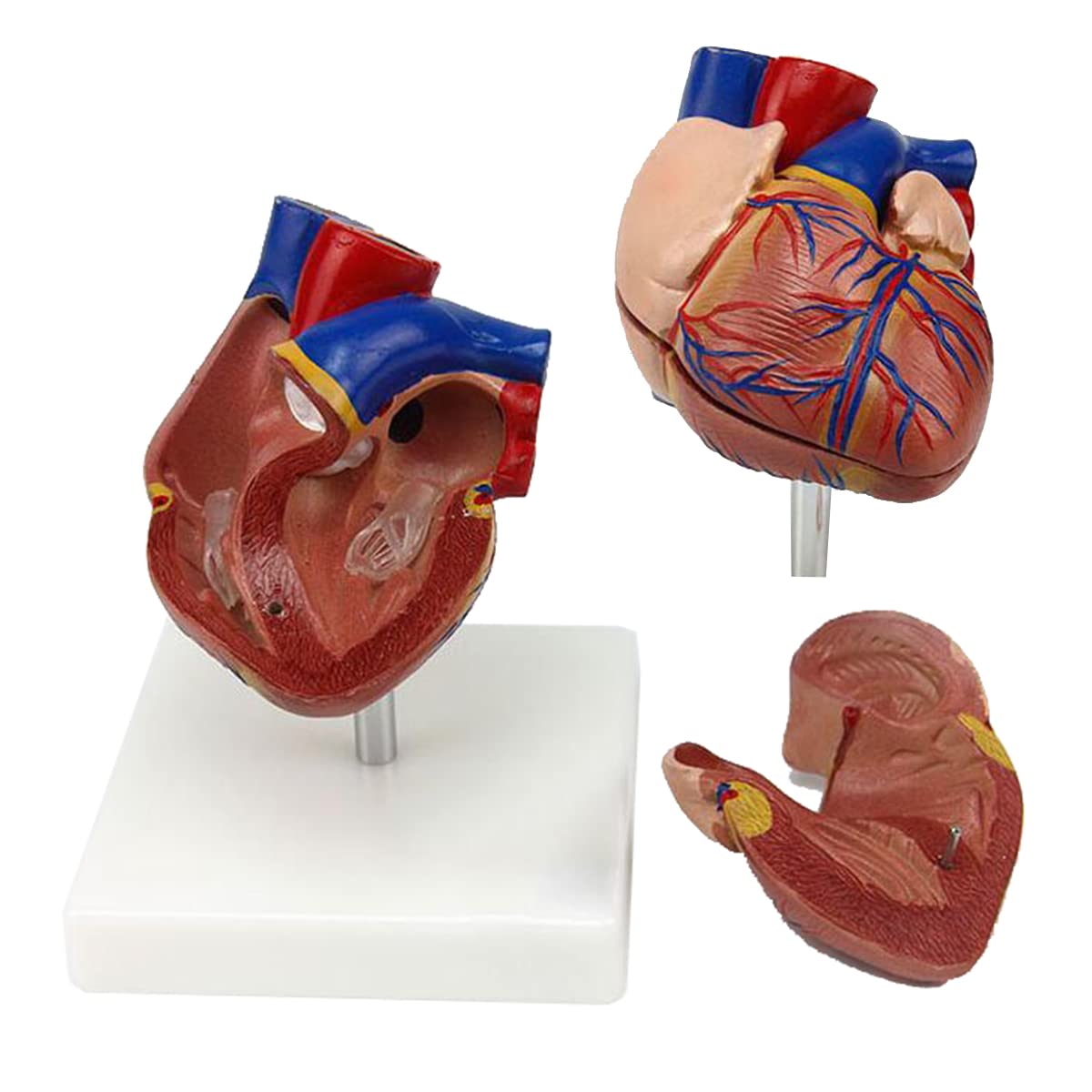 心臓模型 実物大 1:1 人体模型 フルカラー 立体 スタンド付 教育
