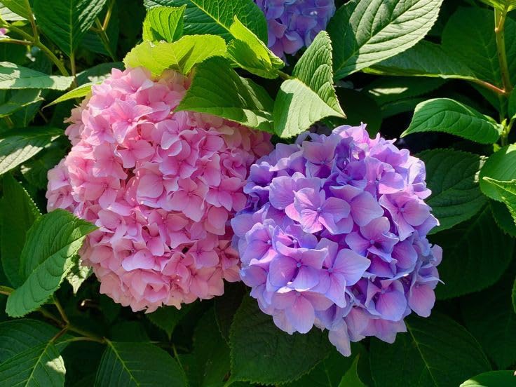 SVG® Hydrangea flower seeds For Your Home & Garden pack of 80 seeds (PINK AND VIOLET) (B0D4L43168) Amazon Price History, Amazon Price Tracker