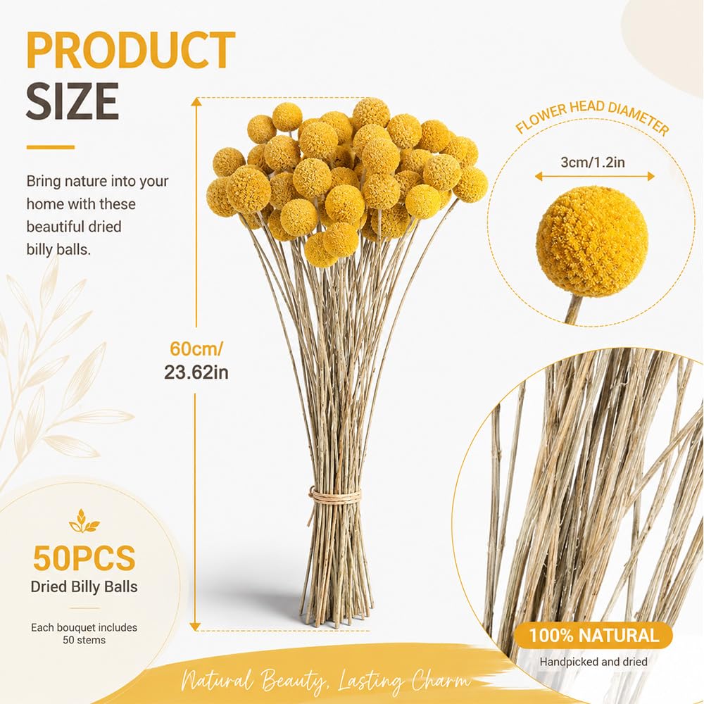 50 Stück Billy Bälle Blumen Getrocknet, Natürliche Craspedia Globosa Getrocknete Blumen Trockenblumen Gelb Billy Bälle für Blumenarrangements Craspedia Globes Decor für Hochzeit, Zuhause (50 Stück)