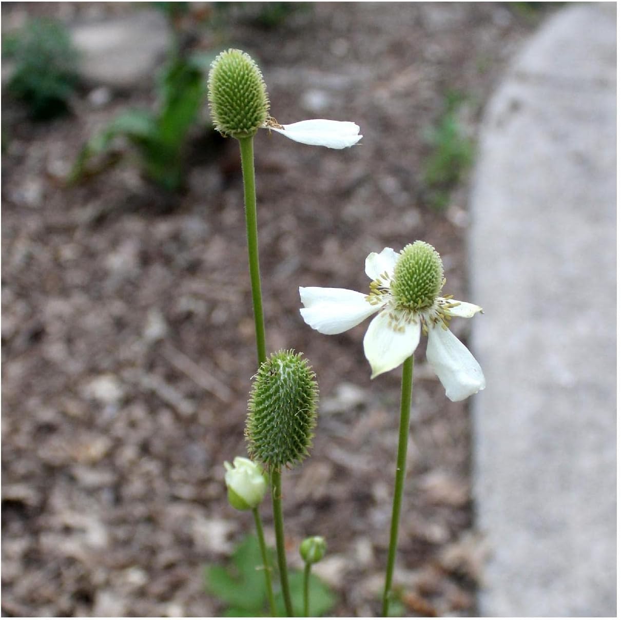 Everwilde Farms - 1 Oz Tall Thimbleweed Native Wildflower Seeds - Gold Vault