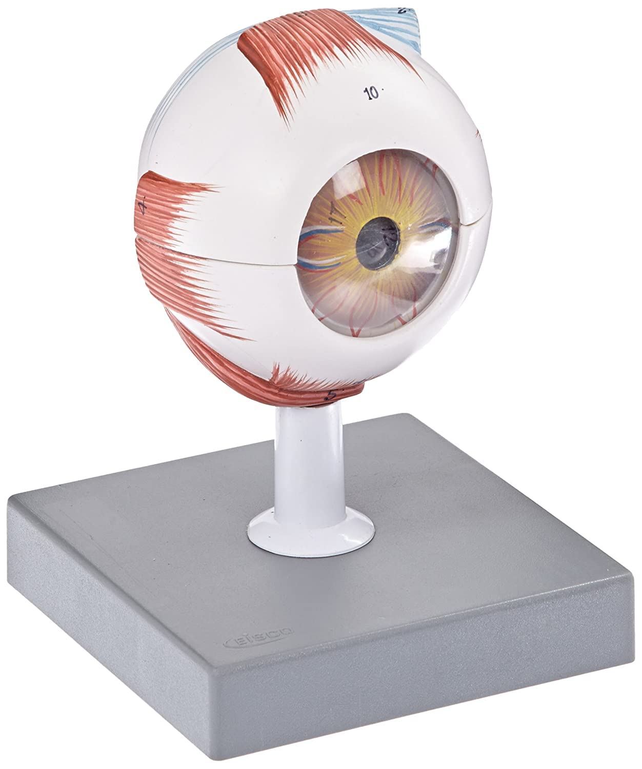 See full amazon price history chart for ISKO® Human Eye in 7 parts, 6 Times Enlarged ISKO® Human Eye in 7 parts, 6 Times Enlarged (B09TKLMDQF) Amazon Price History, Amazon Price Tracker