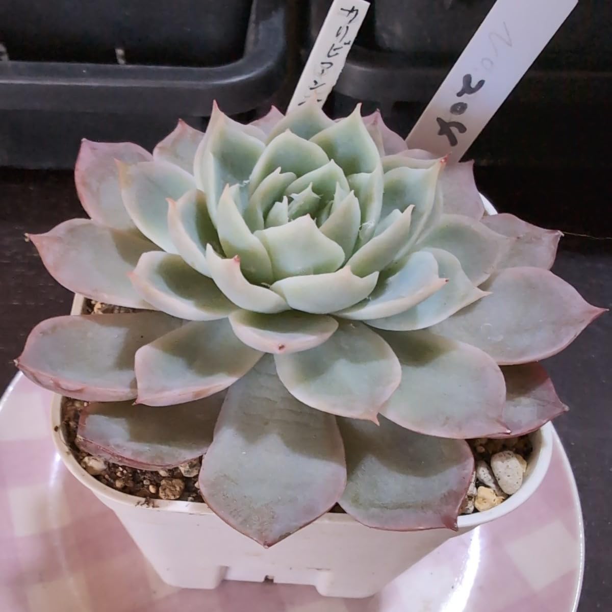 Amazon.co.jp: 多肉植物ヤ即3 エケベリア カリビアンブルー 204