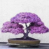 Adarl 20 pcs/Bag Rare Japan Maple Seed Bonsai Maple SeedsTree Seeds Balcony Plants For Home Garden Purple