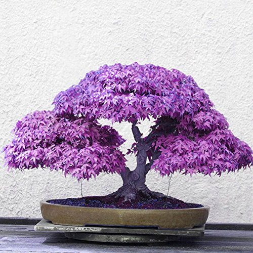 Doubleer 20Pcs Maple Seeds Bonsai Japanese Maple Seeds Garden Plants Decoration