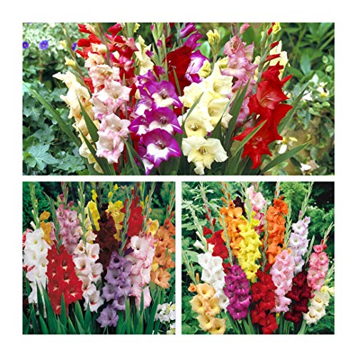 Gladioli Mixed Flower Corms Bulbs (30) Colourful Summer Flowers