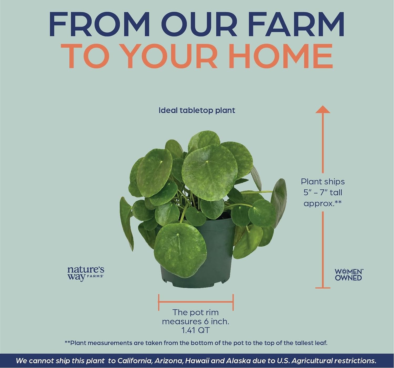Nature's Way Farms Pilea Indoor Live Plant (6-10 in. Tall) in Grower Pot