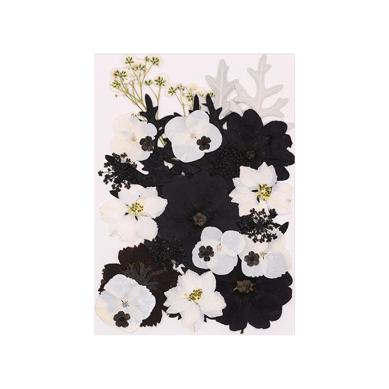Jazuaiao 30Pcs Real Dried Flower Natural Plant Materials Accessories for Art and Plant Decoration Artistic Pressed Arrangement