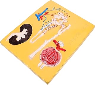 SOLUSTRE Biology Teaching Prop Maniquine 1Pc Renal Corpuscle Nephron Model Biological Teaching Tool Middle School Prop The Mannequin Biology Teaching Apparatus