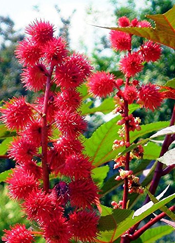 Rizinusöl Pflanze Neuseeland violett Samen - Ricinus communis