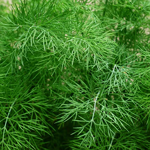 Dill Gewöhnlicher Samen - Anethum graveolens - Dillsamen - Kräutersamen - Saatgut für 150 Pflanzen - Image 7