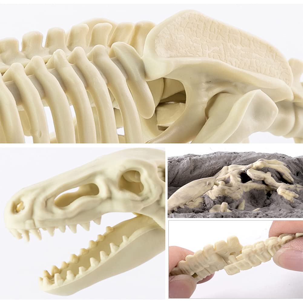 化石 D-3 【公式通販】