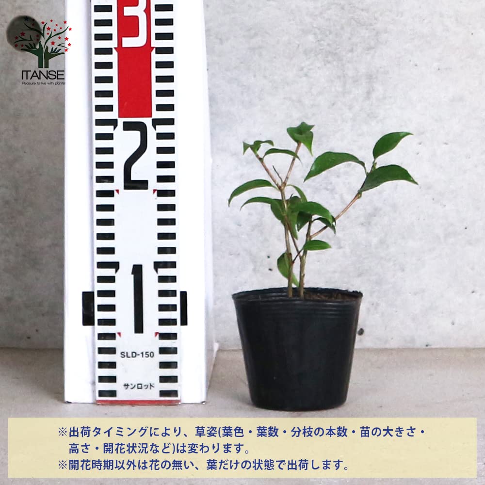 Amazon.co.jp: 原種系中国椿(つばき)の苗木 品種：頂生金花茶(チョウ