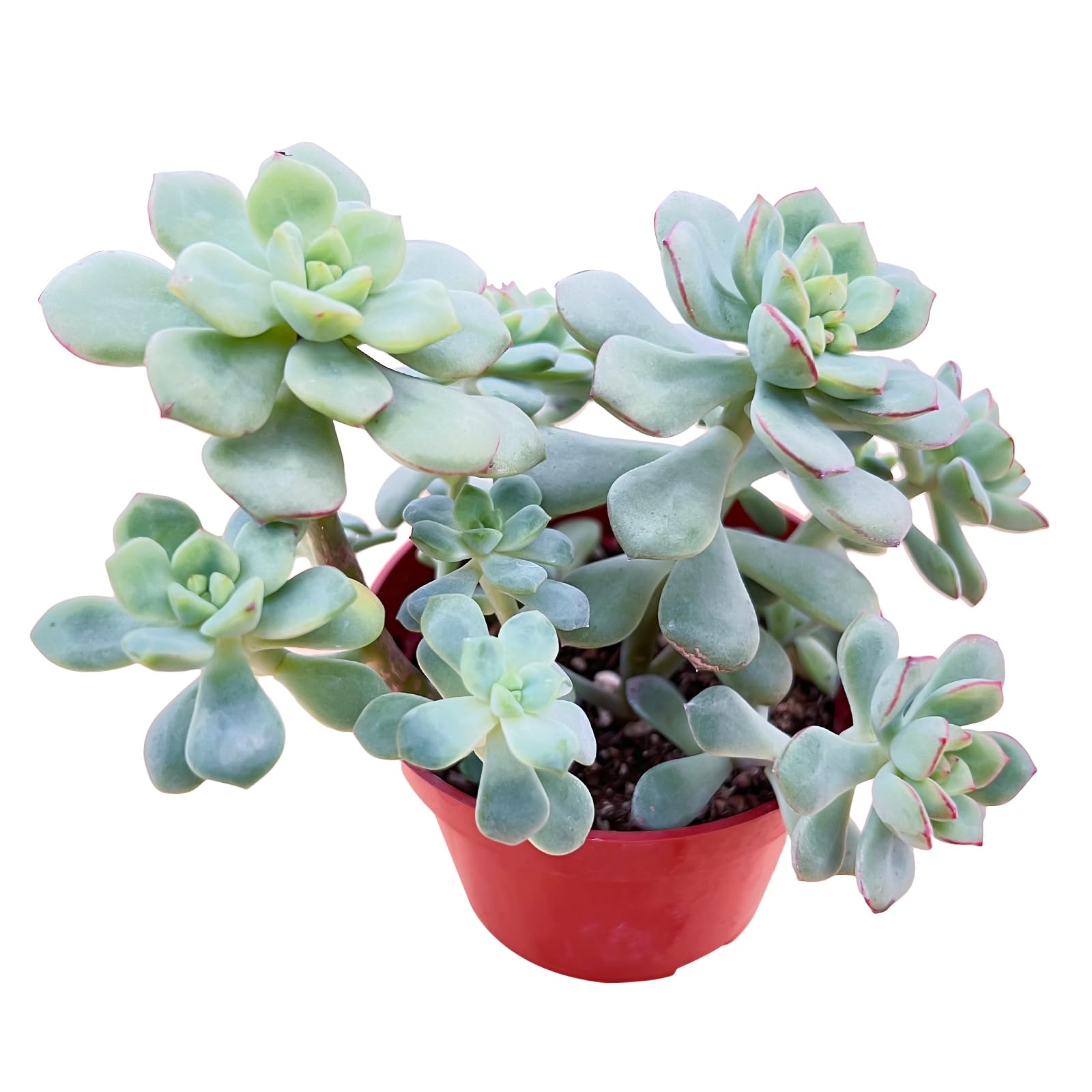 Sprout N Green Echeveria 'Tango', Live Succulent in 4in Pots with Soil, House Plant for Home Office Wedding Hanging Decoration, DIY Projects, Party Favor