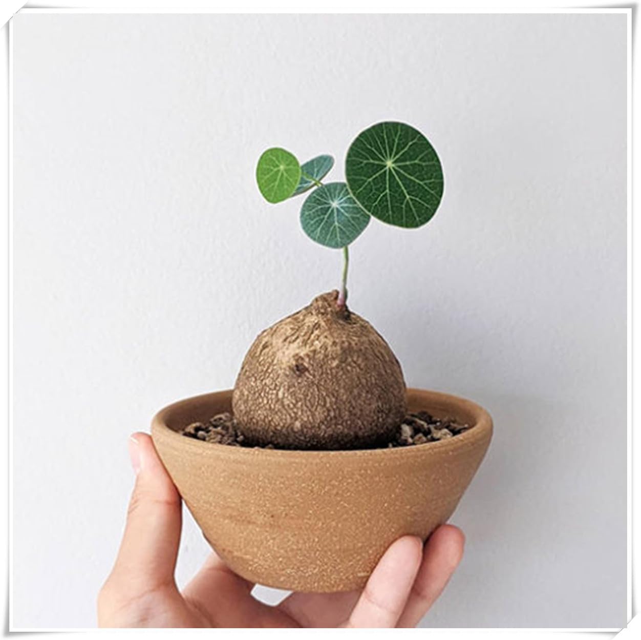 Excellent Display,Flowering Rhizome, Stephania erecta Bulb, Stephania erecta Plant-3 Bulb-B