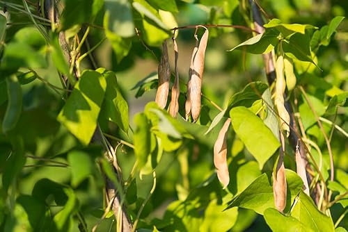 Miniatura 3 de Semillas de frijol de sopa de tortuga negra para plantar, más de 25 semillas de frijoles negros tradicionales por paquete, semillas de jardín de