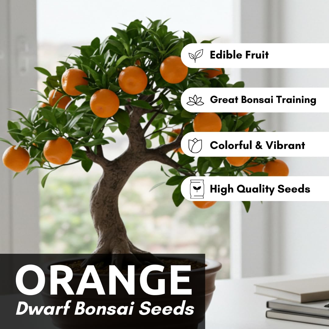 Amazon.com : Dwarf Orange Seeds for Planting – 10 Hardy Orange