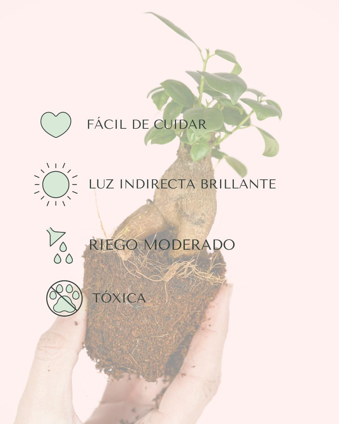 PUR PLANT Ficus Microcarpa Mini | Bonsai Natural De Interior Resistente y Purificador | Ideal para Terrarios y Espacios Pequeños | Plantas Naturales Interior y Hojas Brillantes | Maceta De Ø6 cm — view 5