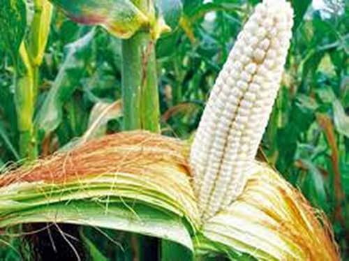 Miniatura 2 de Maíz, Blanco, STOWELL'S Evergreen, reliquia, 50 semillas, Delicious N Sweet