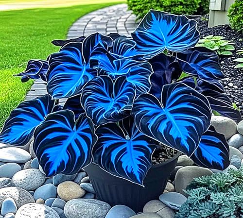 Hostas Plants for Sale,Hostas Mix,Good for Containers Golden Jade Carving Feels Beautiful-3bulbs-B