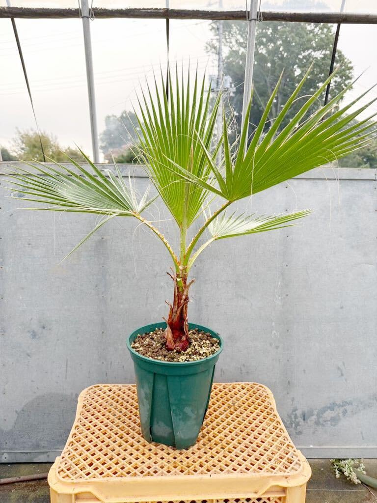 ブラヘアアルマータ　検）ココスヤシ　サバルヤシ　ワシントンヤシ　カナリーヤシ Amazon.co.jp: ワシントンヤシ フィリフェラ 検）ココスヤシ