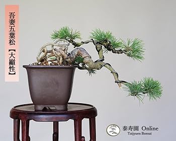 吾妻五葉松／大巓性 』上下17㎝／極上懸崖／五葉松／小品盆栽 』