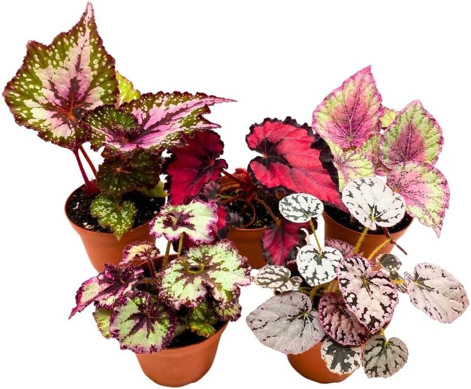 Harmony's Begonia Rex Assortment, 4 inch 5 Different Colorful Rex Begonias