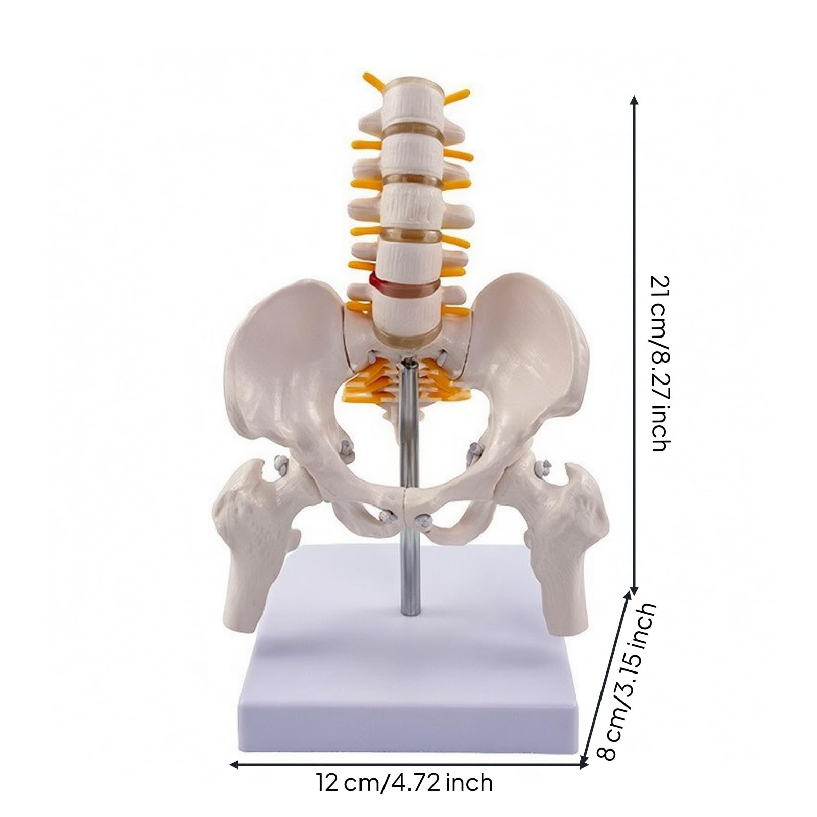 Esquelético Espina Con Didáctico, espina Vertebral con Pelvis, Flexible, para Aula