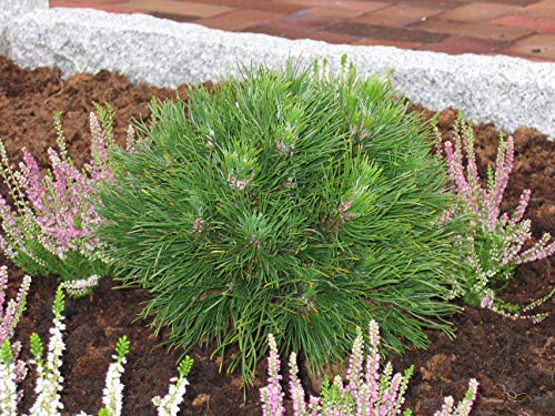 PlenTree Freeshipping für 30pcs / bag Baumsamen, Pinus Samen, Bonsai-Samen Hausgarten: 4 - Image 4